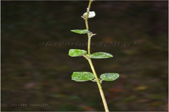 Urena lobata subsp. lobata